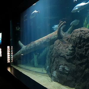River Giants Exhibit