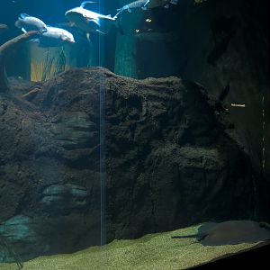 River Giants Exhibit - Freshwater Whipray and Others