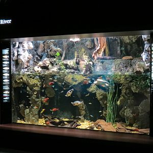 Rivers of the World - Fly River Exhibit