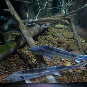 Rivers of the World - Volga River Exhibit - Russian Sturgeon