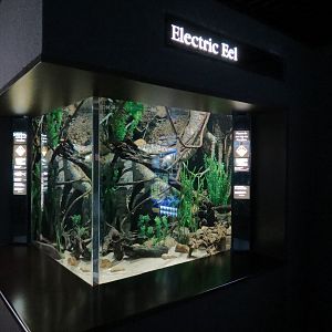 Rivers of the World - Electric Eel Exhibit