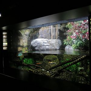 Rivers of the World - Nishikigoi Exhibit