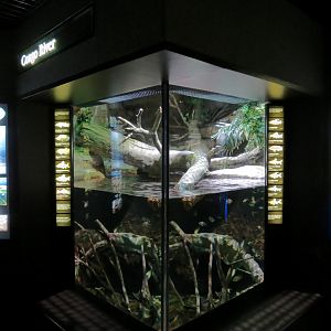 Rivers of the World - Congo River Exhibit