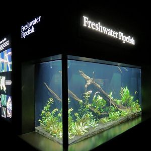 Rivers of the World - Freshwater Pipefish Exhibit