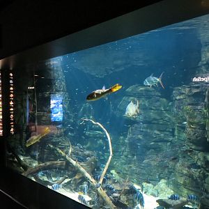 Rivers of the World - Lake Tanganyika Exhibit
