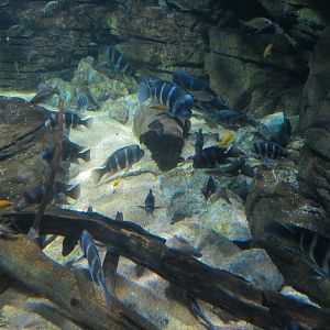 Rivers of the World - Lake Tanganyika Exhibit