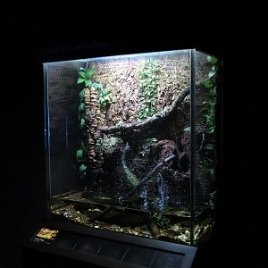 Rivers of the World - Mossy Frog Exhibit