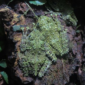 Rivers of the World - Mossy Frog Exhibit