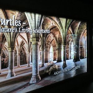 Tennessee River - Turtle Gallery - Intro Photo