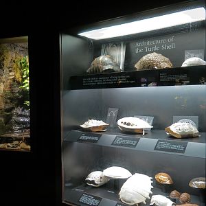 Tennessee River - Turtle Gallery - Shell Display