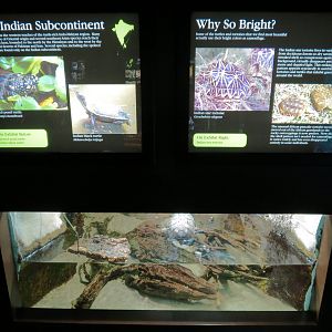 Tennessee River - Turtle Gallery - Indian Black Turtle Exhibit