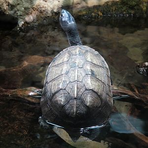 Tennessee River - Turtle Gallery - Indian Black Turtle Exhibit