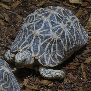 Tennessee River - Turtle Gallery - Indian Star Tortoise Exhibit
