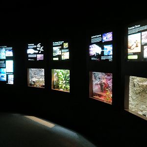 Tennessee River - Turtle Gallery