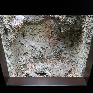 Tennessee River - Turtle Gallery - Leopard Tortoise Exhibit