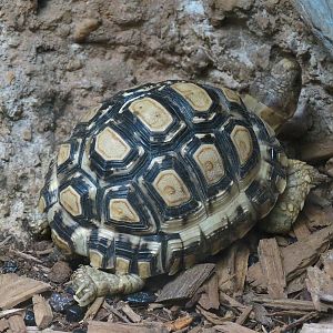 Tennessee River - Turtle Gallery - Leopard Tortoise Exhibit