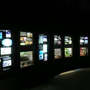 Tennessee River - Turtle Gallery