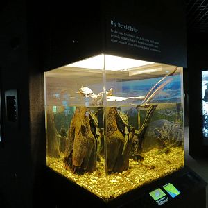 Tennessee River - Turtle Gallery - Big Bend Slider Exhibit