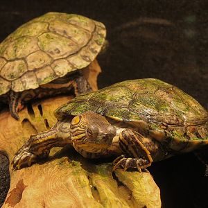 Tennessee River - Turtle Gallery - Big Bend Slider Exhibit