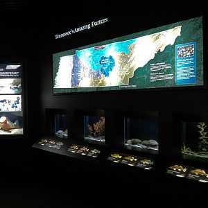 Tennessee River - 4 Darter Exhibits