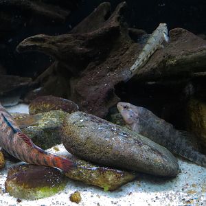 Tennessee River - Darter Exhibit