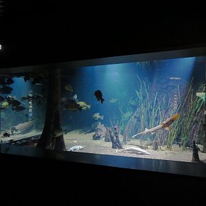 Tennessee River - Reelfoot Lake Exhibit