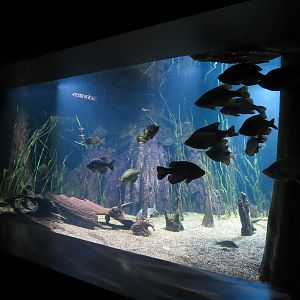 Tennessee River - Reelfoot Lake Exhibit