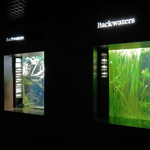 Tennessee River - 2 Backwaters Exhibits