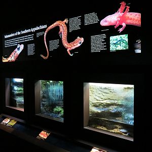 Tennessee River - 3 Salamanders Exhibits
