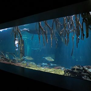 Tennessee River - Nickajack Lake Exhibit