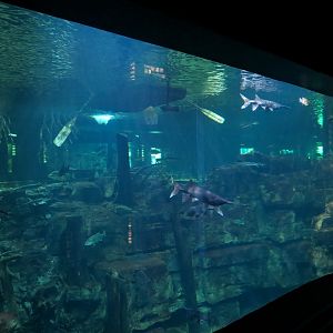 Tennessee River - Nickajack Lake Exhibit