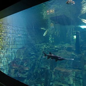 Tennessee River - Nickajack Lake Exhibit