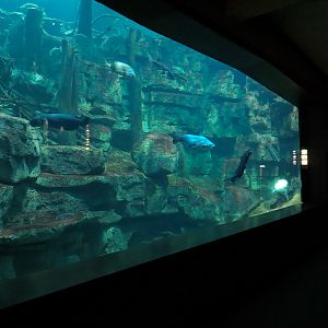 Tennessee River - Nickajack Lake Exhibit