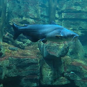 Tennessee River - Nickajack Lake Exhibit - Blue Catfish