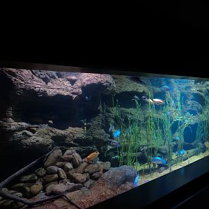 Lake Nicaragua Exhibit