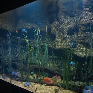 Lake Nicaragua Exhibit