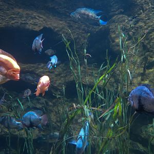 Lake Nicaragua Exhibit