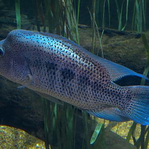 Lake Nicaragua Exhibit - Guapote