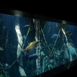 Amazon Flooded Forest Exhibit