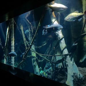 Amazon Flooded Forest Exhibit