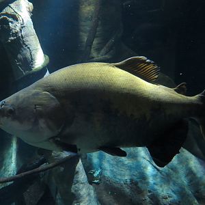 Amazon Flooded Forest Exhibit - Tambaqui