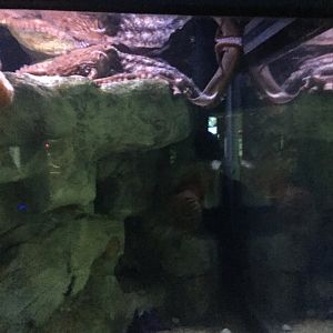 Giant Pacific Octopus 9-9-2018