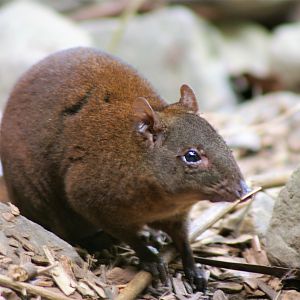 Musky Rat-Kangaroo (Hypsiprymnodon moschatus)