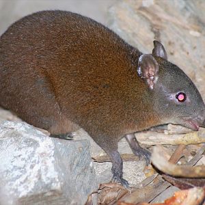 Musky Rat-Kangaroo (Hypsiprymnodon moschatus)