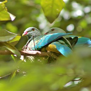 Wompoo Pigeons (Ptilinopus magnificus keri) on the nest