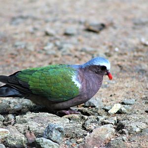 Green-winged Dove (Chalcophaps indica robinsoni)