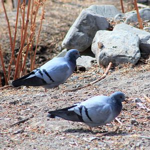 Hill Pigeons (Columba rupestris turkestanica)