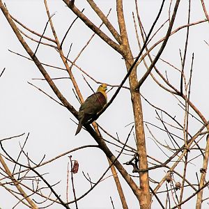 male Wedge-tailed Green Pigeon (Treron sphenura sphenura)