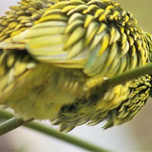 Golden Dove (Chrysoenas luteovirens)