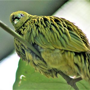 Golden Dove (Chrysoenas luteovirens)